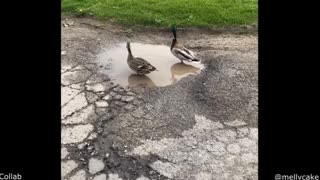 😂🐶🐱 Funniest Animal Videos Ever! 🐒🤣🐾