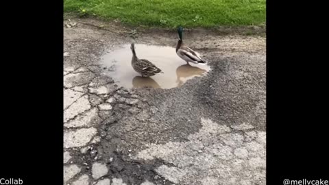 😂🐶🐱 Funniest Animal Videos Ever! 🐒🤣🐾