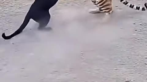 Fight between a tiger and a black leopard