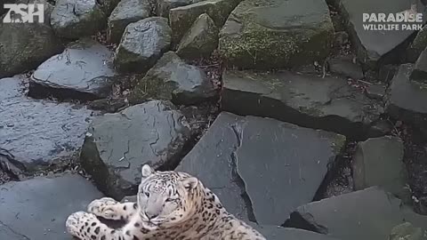 #Most funny animal video