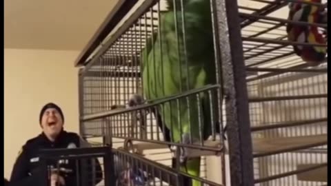 parrot