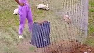 Must Watch: #funny #comedy #facts #new #trending #nice #animals #viral #youtubes