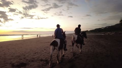 Costa Rican Saddle Horse in Costa Rica