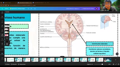 AULA 20 REGULAR 2025 - 1 | Semana 13 | Anatomía