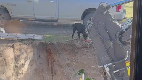 Lab Plays Fetch With Fellow Digging Enthusiasts