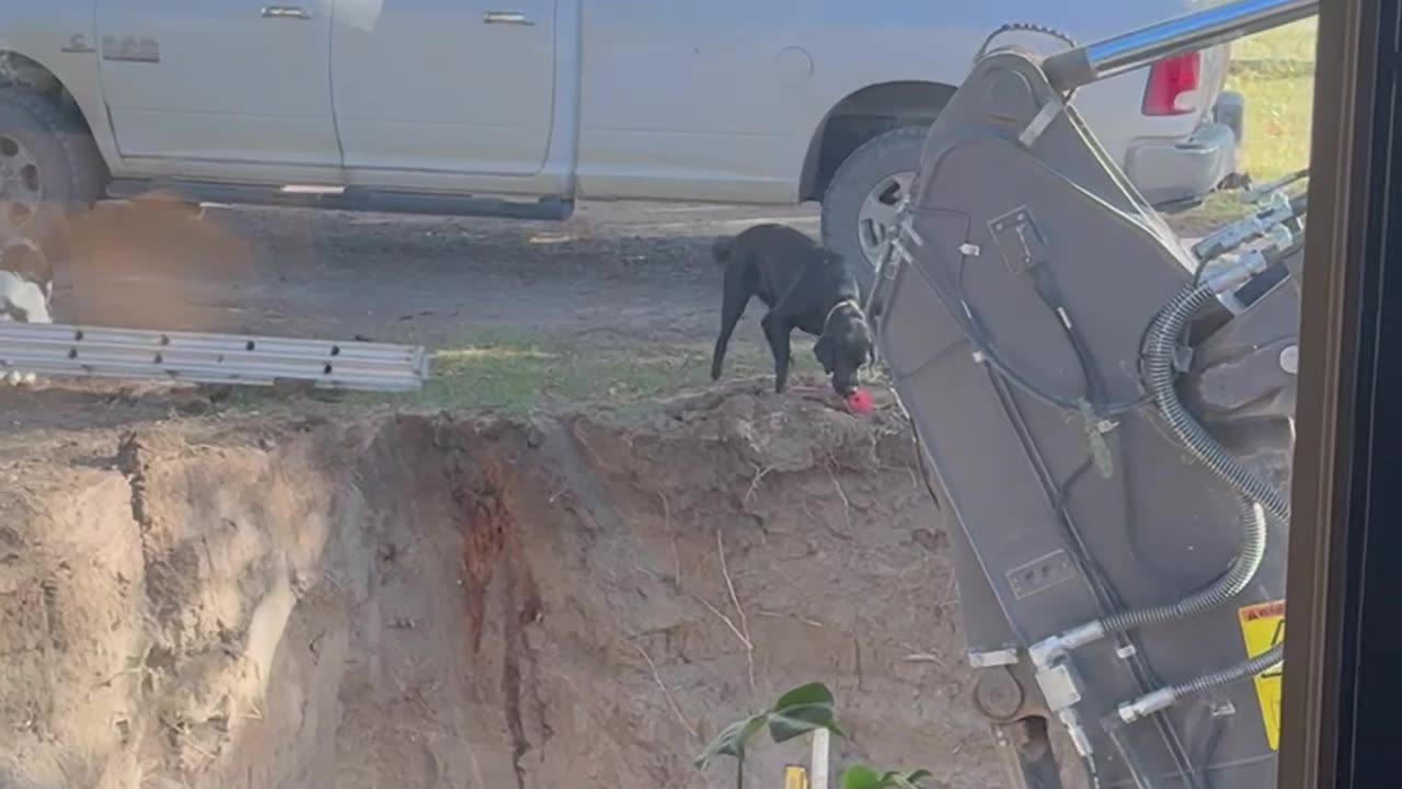 Lab Plays Fetch With Fellow Digging Enthusiasts