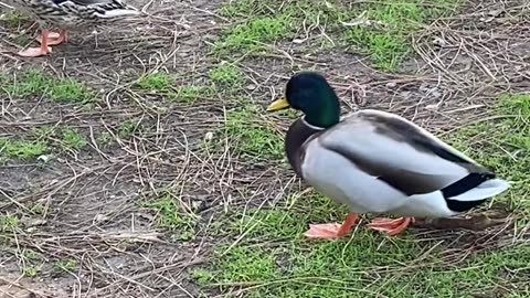 Mallard Ducks 🦆 #mallardducks #followme #shorts #viral #trending #ducks #duck
