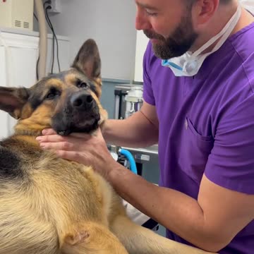 Funny Dogs After Vet Compilation – Ninja Dog Included!