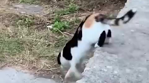 Amazing: #120 Funniest Cats And Dogs videos 🐶🐱 #funny #animals #cuteanimals