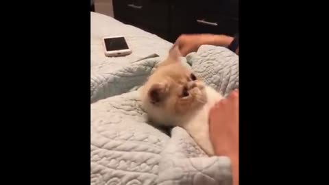 Best Funny CATS Compilation