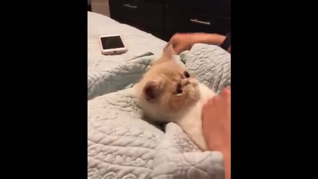 Best Funny CATS Compilation