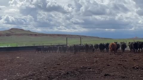 Out to the Pasture. cartercountrymeats.com