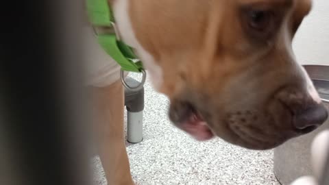 Solo 1y A842950 kennel 186 PACC shelter earnin trust with him is very important, he plays20251008296