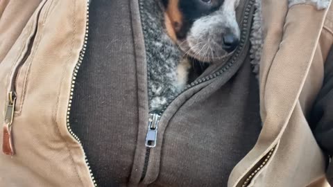 Blue Heeler Puppy Cuddles Inside Sweatshirt