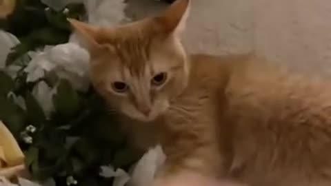 Funny cat 🐒|hilarious cat 🤣| funny video