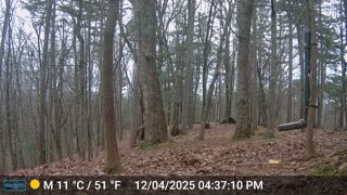 The Woods – 12/05/2025