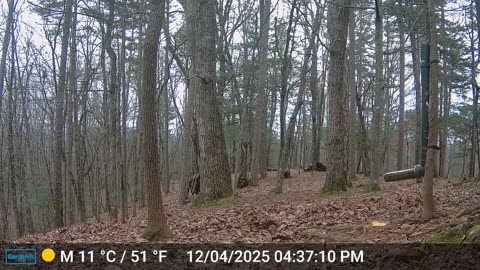 The Woods – 12/05/2025