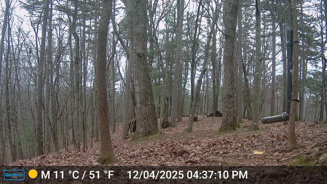 The Woods – 12/05/2025