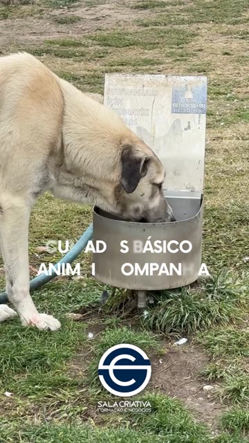 Cuidados Básicos em Animais de Companhia