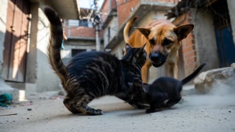 “Funny Cat Video That Will Make You Laugh 😹” “Hilarious Cats Doing Human Jobs 😂🐱”