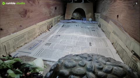 Shelly The Tortoise Day 6!