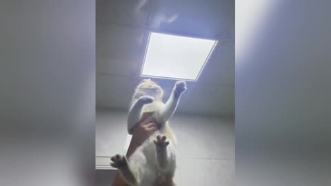 Animal videos 😛