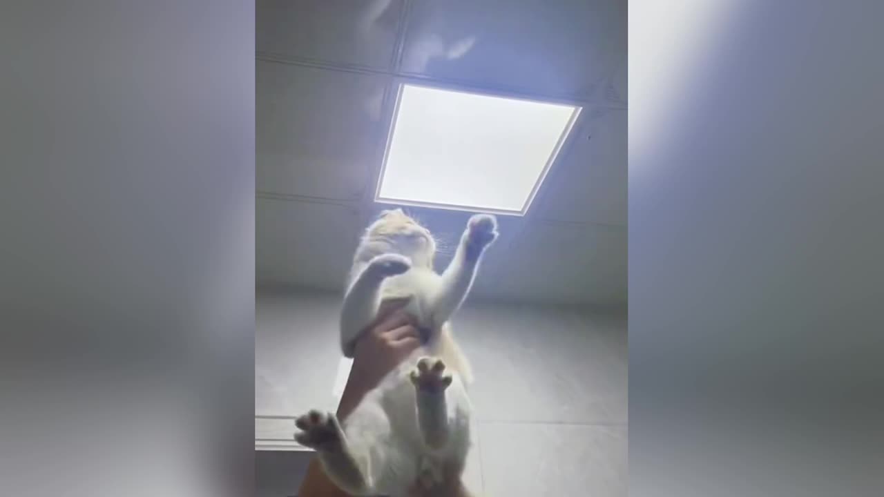 Animal videos 😛