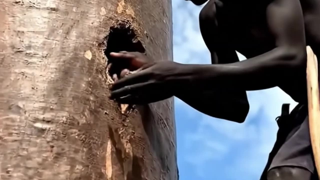 Stick Walking man found a Nest
