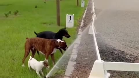 every dogs have own style