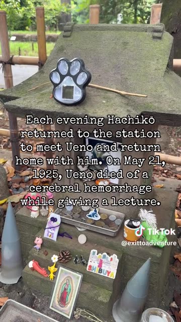 Hachiko a golden-brown Akita, is admired in Japanese popular culture as an example of loyalty and diligence