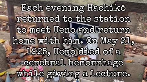 Hachiko a golden-brown Akita, is admired in Japanese popular culture as an example of loyalty and diligence
