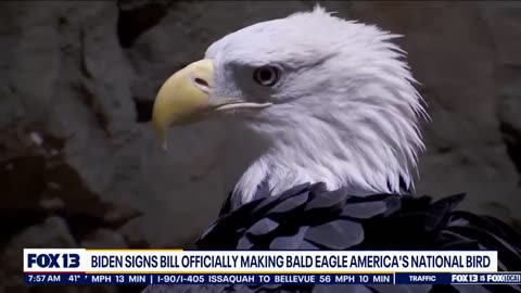 Biden signs bill making bald eagle America's national bird | FOX 13 Seattle