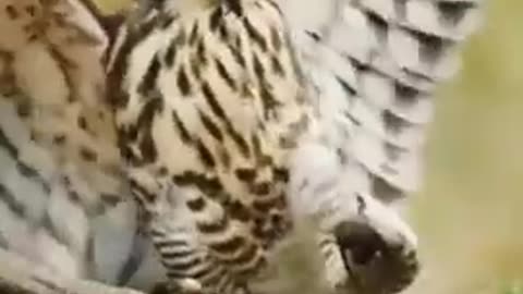 peregrine falcon vs snake || Fighting animals