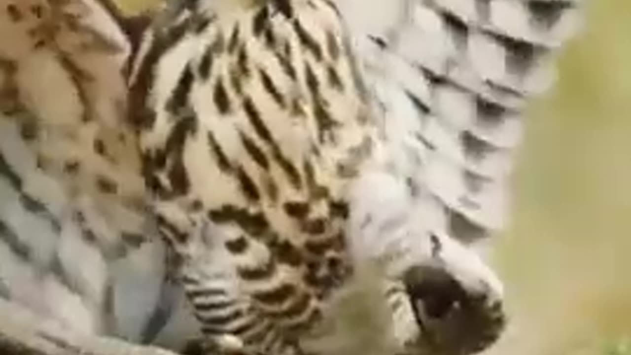 peregrine falcon vs snake || Fighting animals