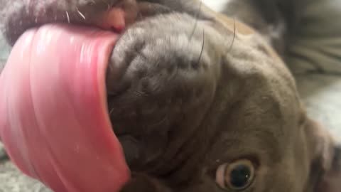 A spicy meatball
