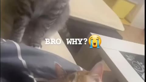 what's wrong with you cat hahahaaha