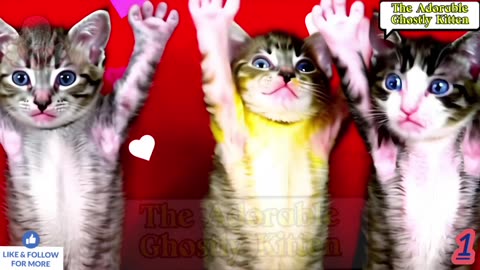 1 Funny cat videos cute cats | Try not to laugh | Cat videos Compilation #cat #cute #kitty #kittens