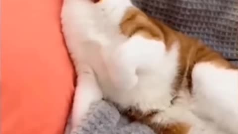 145m views Cat cute 🥰funny videos 🤣🤣😂