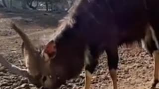 Nyala