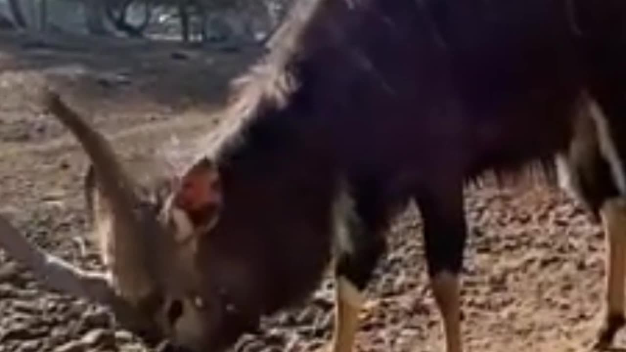 Nyala