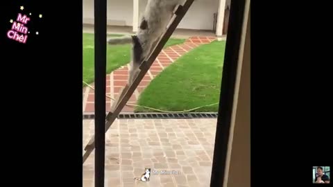 Best Hilarious Animal Videos of 2024 – Dogs & Cats That Will Have You Laughing! 😹🐶