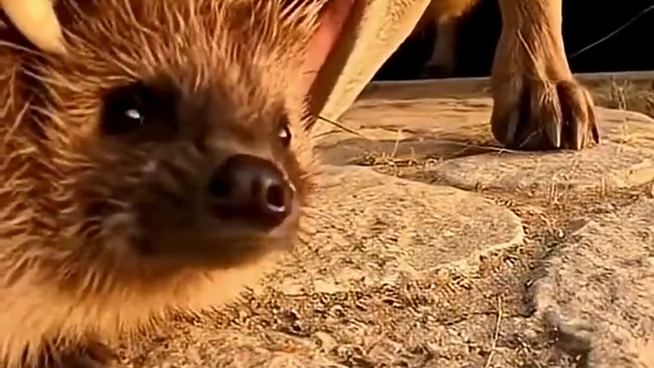 Can a Hedgehog Outsmart a Hyena?