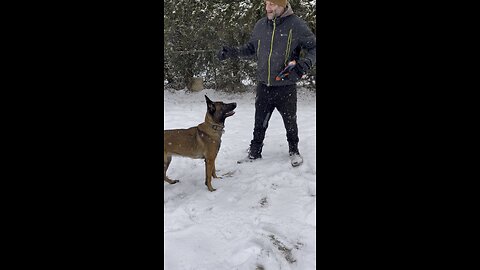 Belgian Malinois