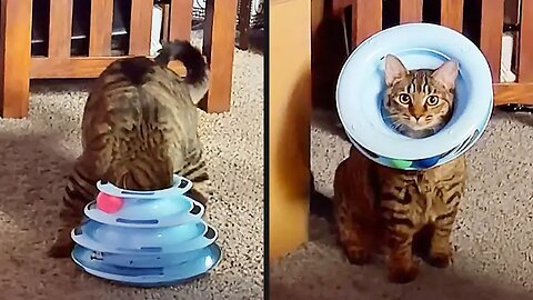 Your Daily Dose of Pets - They're Still Figuring This Out