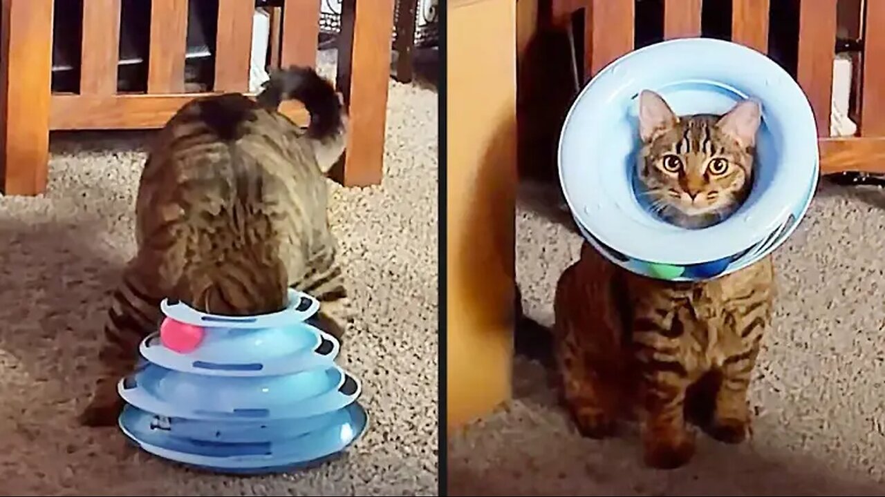 Your Daily Dose of Pets - They're Still Figuring This Out