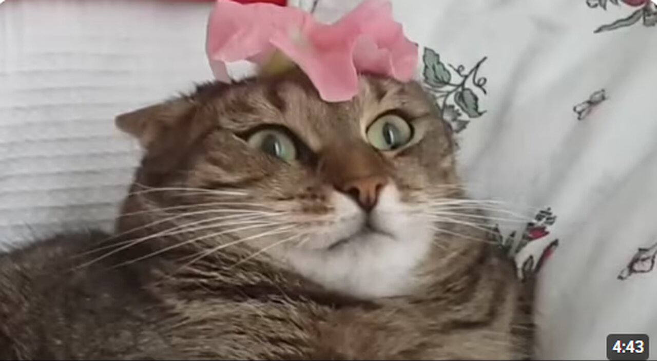 Cute and Funny Cat Videos to Relax To