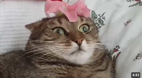 Cute and Funny Cat Videos to Relax To