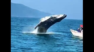 TOURISTS ARE SURPRISED LIKE THIS WHALE