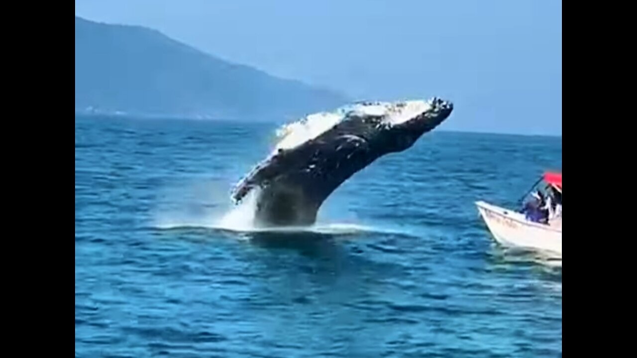 TOURISTS ARE SURPRISED LIKE THIS WHALE