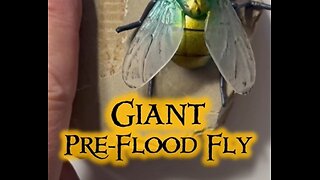 Giant Bugs before the Flood